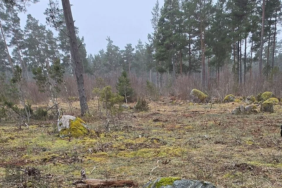 Elamumaa, 10001 m² Maa  -  Saaremaa vald, Jaani küla - foto 3