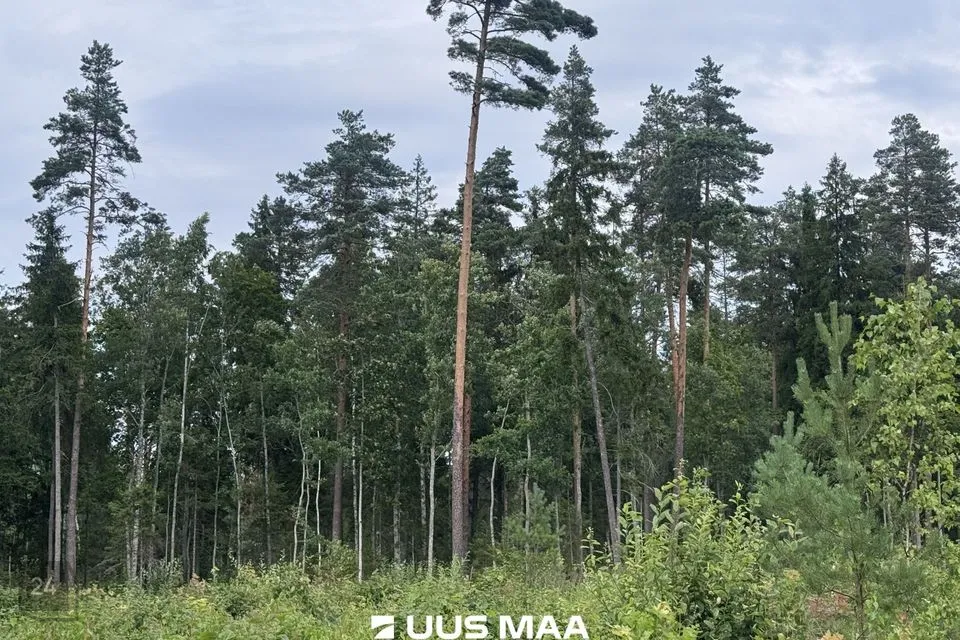 Cultivated land, 12706 m² land in Kohila vald, Mälivere küla - photo 2