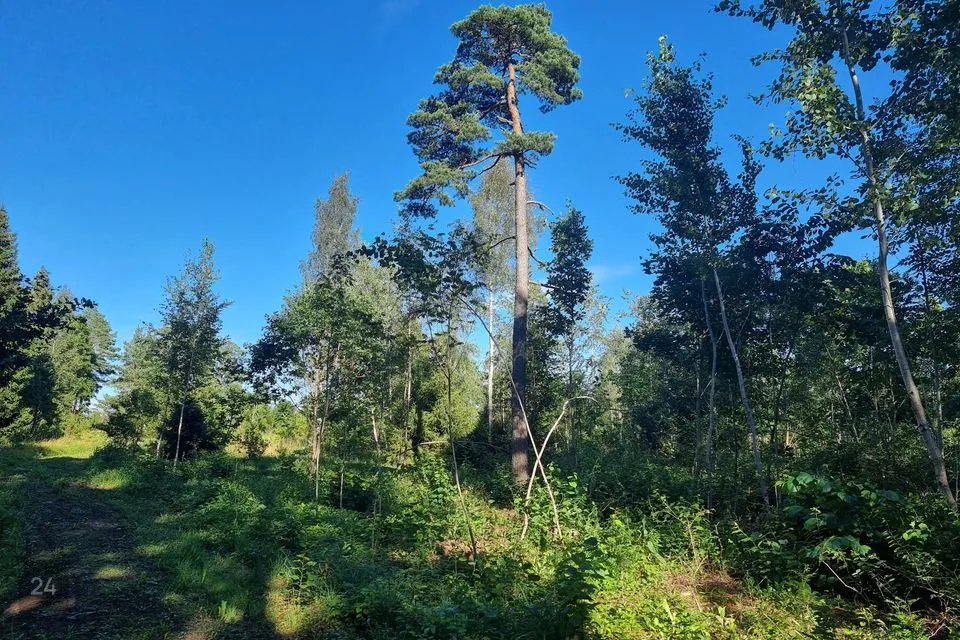 Maatulundusmaa, 14818 m² Maa - Lääne-Nigula vald, Vedra küla - foto 2