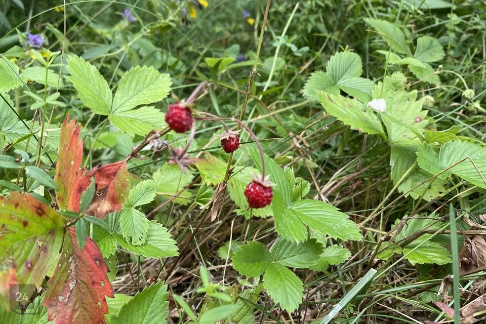 Maatulundusmaa, 11171 m² Maa  -  Saue vald, Koppelmaa küla - foto 4