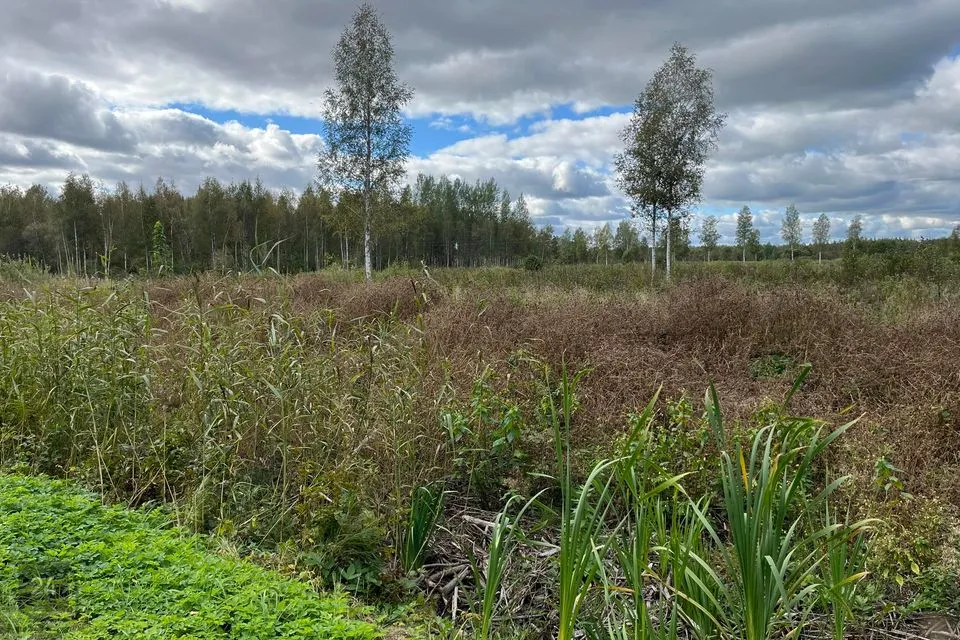 Maatulundusmaa, 10047 m² участок в Peipsiääre vald, Kasepää alevik - фото 2