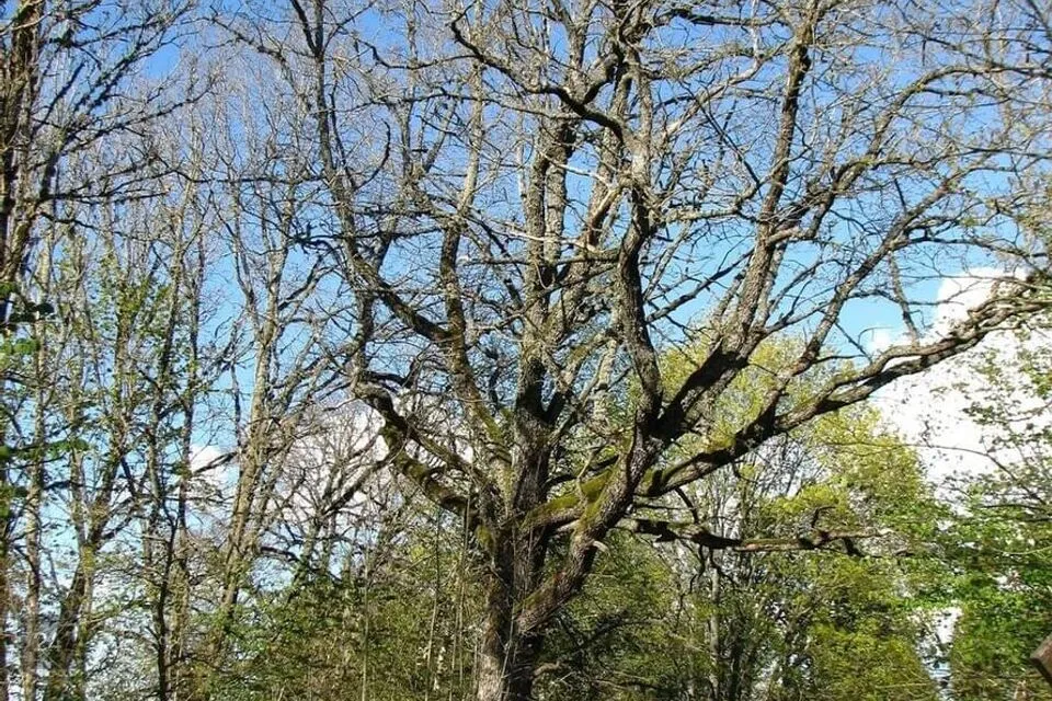 Maatulundusmaa, 3752 m² Maa  -  Märjamaa vald, Vängla küla - foto 5