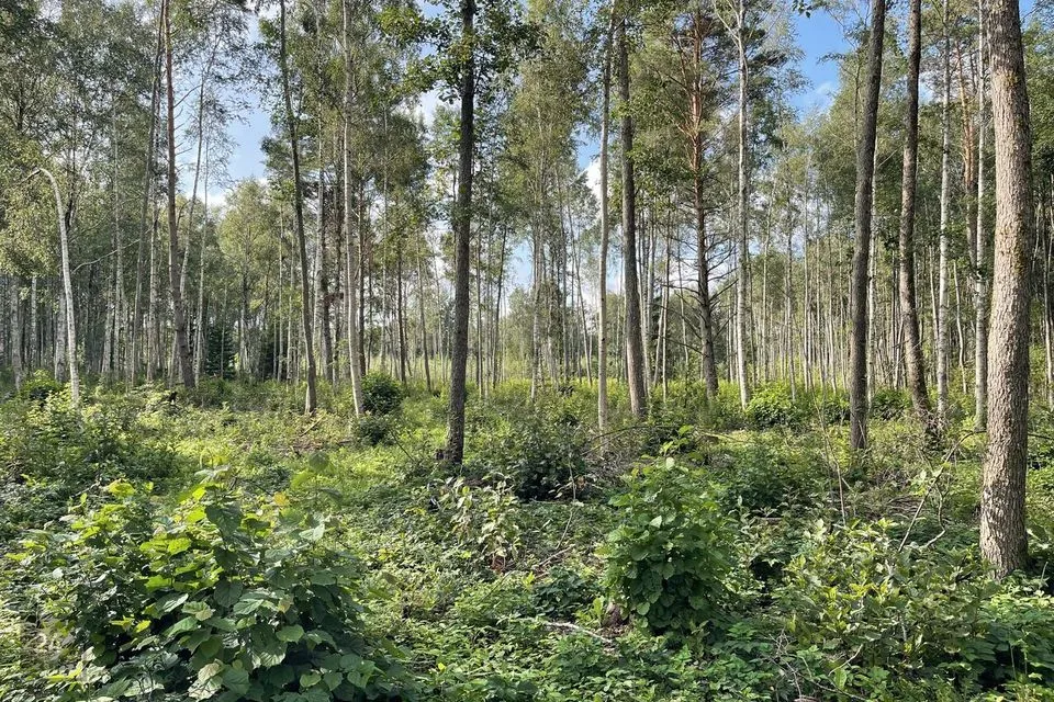 Maatulundusmaa, 15003 m² Maa - Saaremaa vald, Laugu küla - foto 2