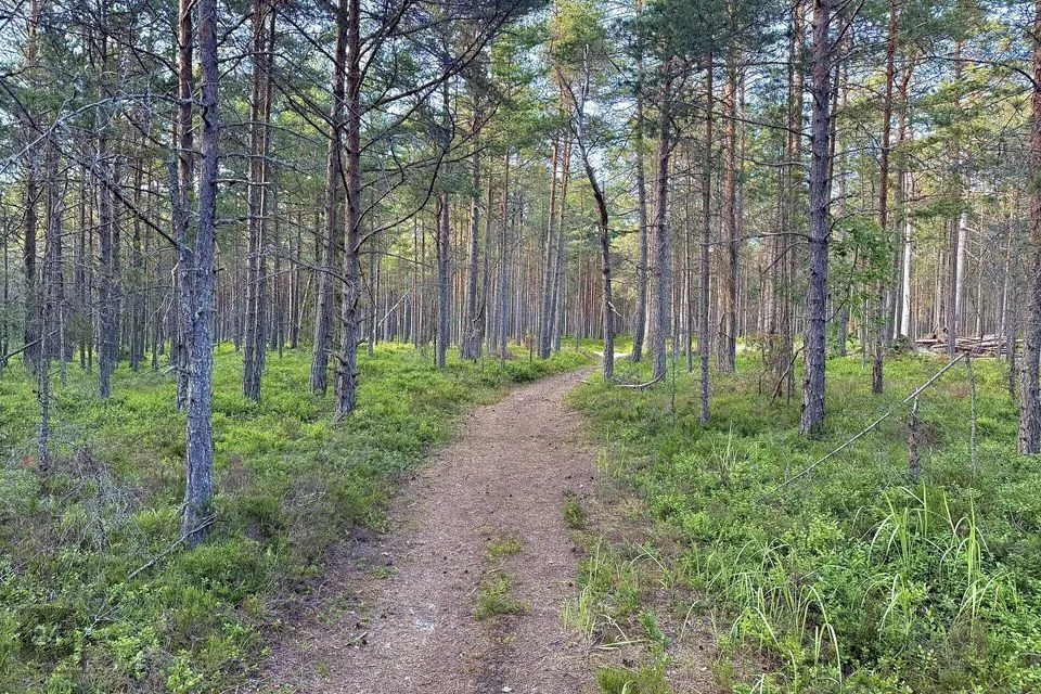 Земля жилой застройки, 4841 m² участок в Lääne-Nigula vald, Elbiku küla / Ölbäck - фото 2