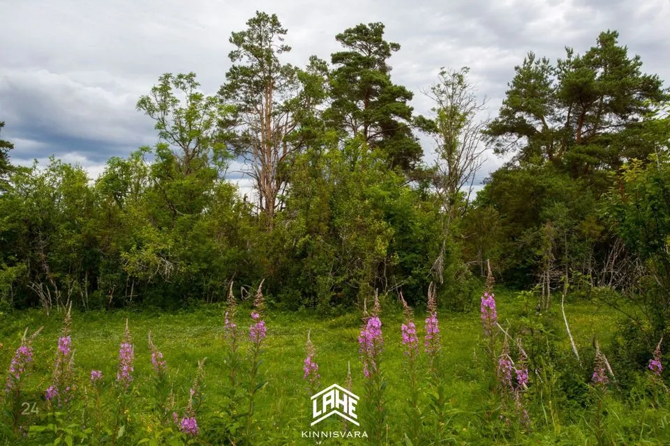 Maatulundusmaa, 16091 m² Maa  -  Saaremaa vald, Kaarma küla