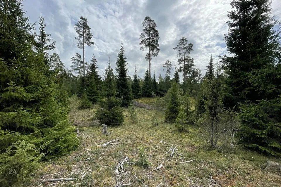 Maatulundusmaa, 14159 m² участок в Saaremaa vald, Koki küla - фото 2