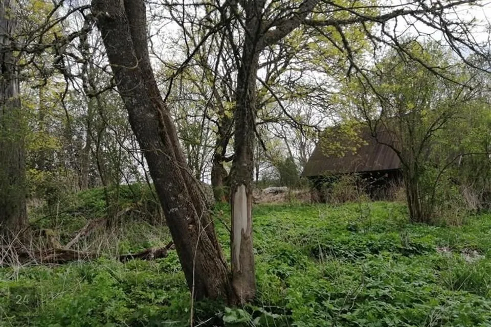 Elamumaa, 6692 m² Maa  -  Rapla vald, Lipstu küla - foto 3