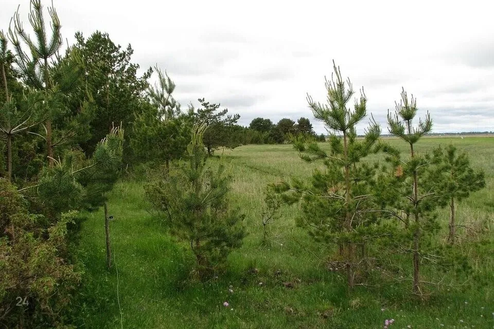 Elamumaa, 13964 m² Maa - Hiiumaa vald, Orjaku küla - foto 2