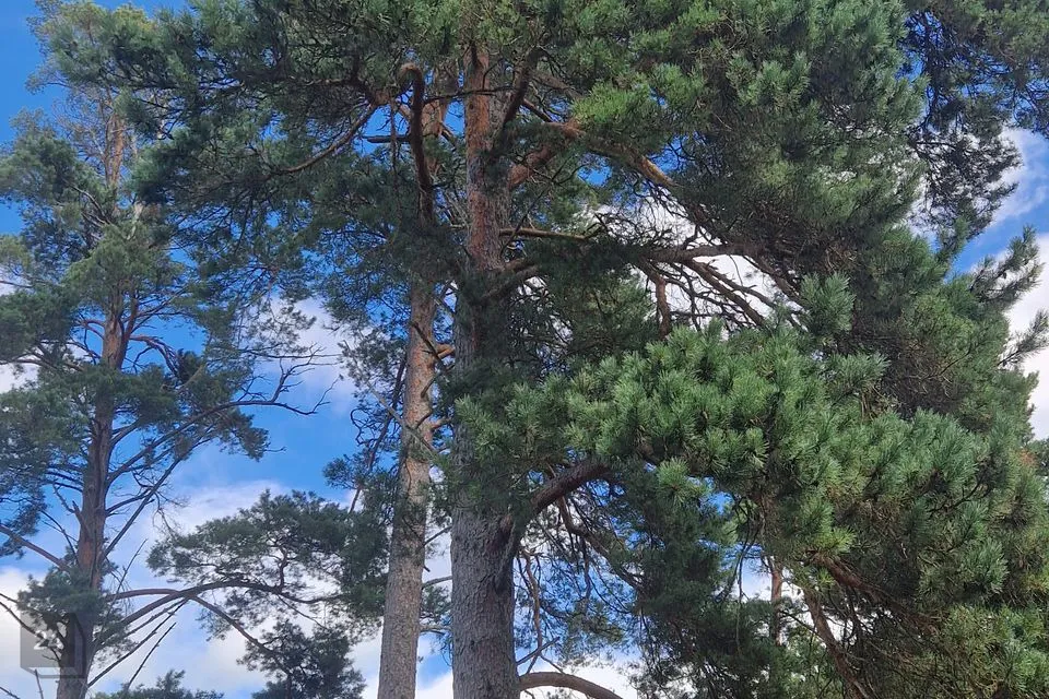 Maatulundusmaa, 40815 m² Maa - Hiiumaa vald, Prassi küla - foto 4