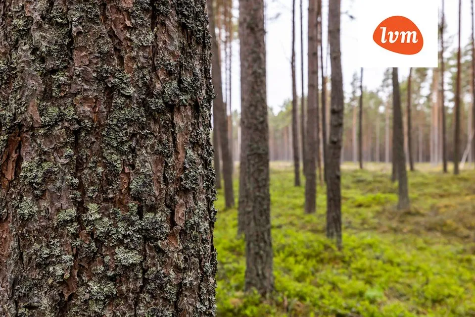 Земля жилой застройки, 7907 m² участок в Jõelähtme vald, Ihasalu küla - фото 5