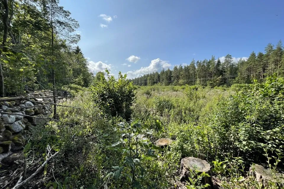 Maatulundusmaa, 10934 m² Maa  -  Saaremaa vald, Väike-Võhma küla - foto 5