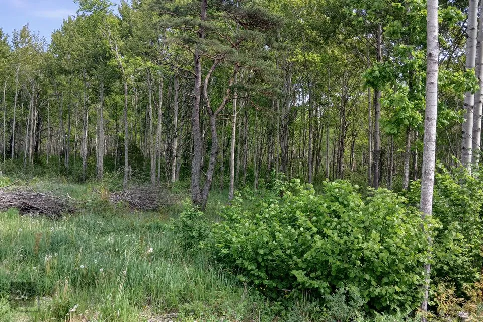 Maatulundusmaa, 6457 m² участок в Saaremaa vald, Suur-Randvere küla - фото 4