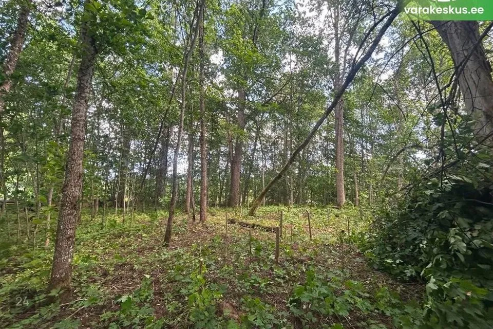 Maatulundusmaa, 3177 m² Maa - Türi vald, Saueaugu küla - foto 3