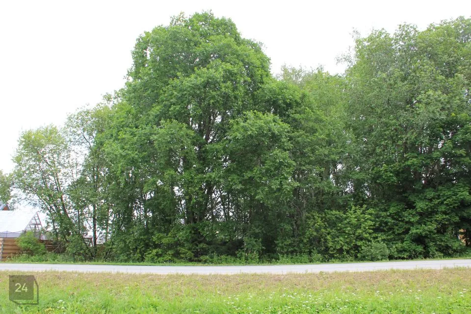 Elamumaa, 1613 m² Maa  -  Kohila vald, Urge küla - foto 5