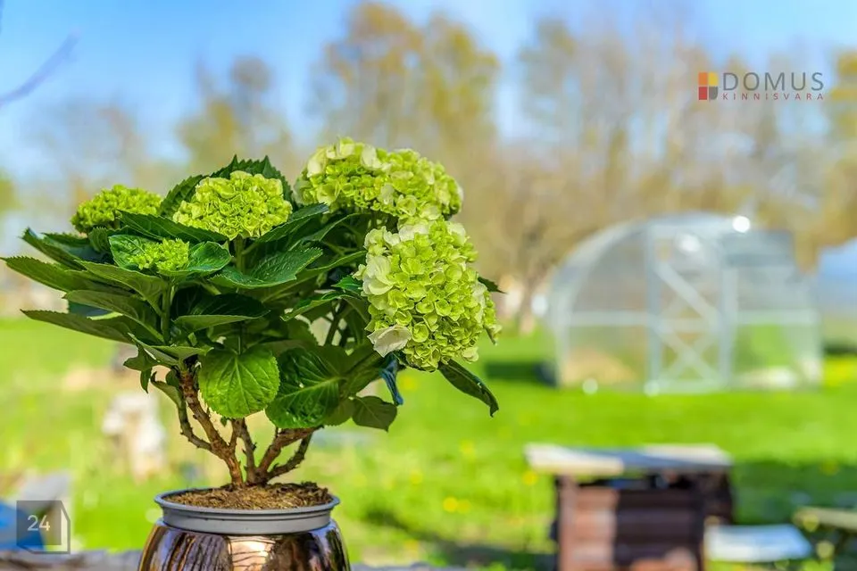 1-toaline Suvila  -  Jõelähtme vald, Kallavere küla - foto 5