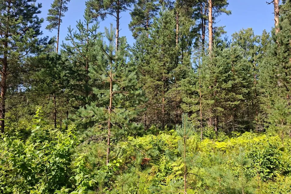 Elamumaa, 2256 m² Maa  -  Alutaguse vald, Kuru küla - foto 3