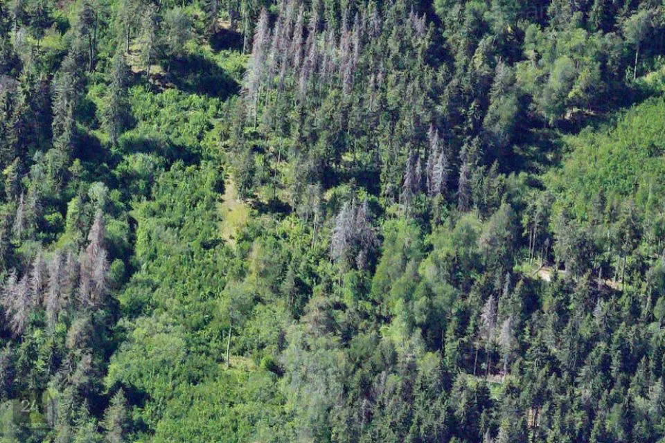 Maatulundusmaa, 110091 m² Maa  -  Otepää vald, Raudsepa küla - foto 3