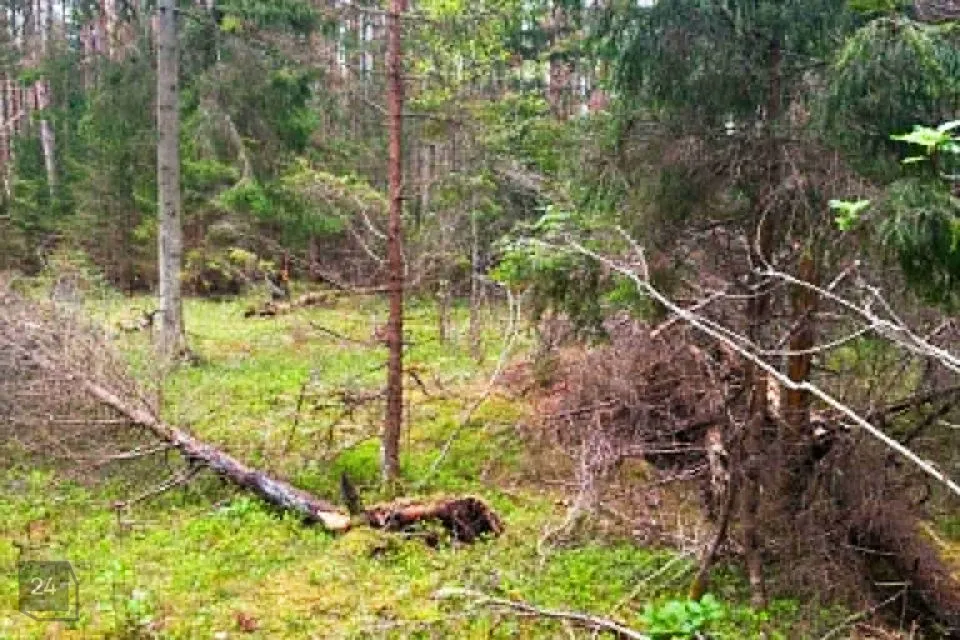 Maatulundusmaa, 14815 m² участок в Hiiumaa vald, Kaleste küla - фото 2