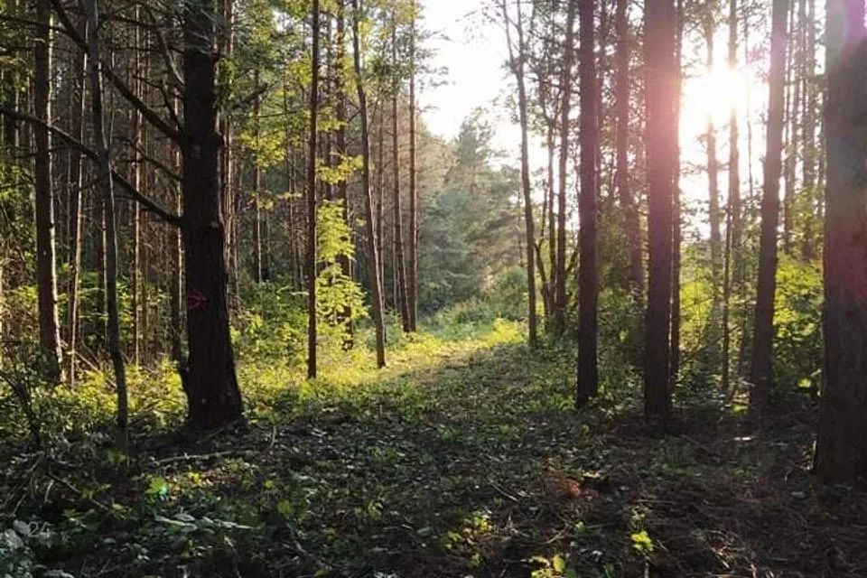 Elamumaa, 33901 m² Maa  -  Lääne-Nigula vald, Hara küla / Harga - foto 5