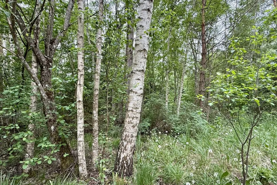 Земля жилой застройки, 1701 m² участок в Saue vald, Kibuna küla - фото 2