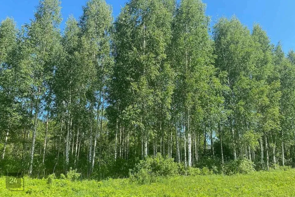 Maatulundusmaa, 51200 m² Maa  -  Türi vald, Jändja küla - foto 4