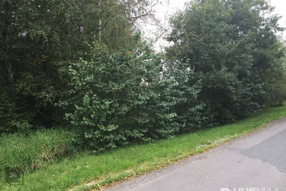 Maatulundusmaa, 12014 m² Maa - Viimsi vald, Tammneeme küla