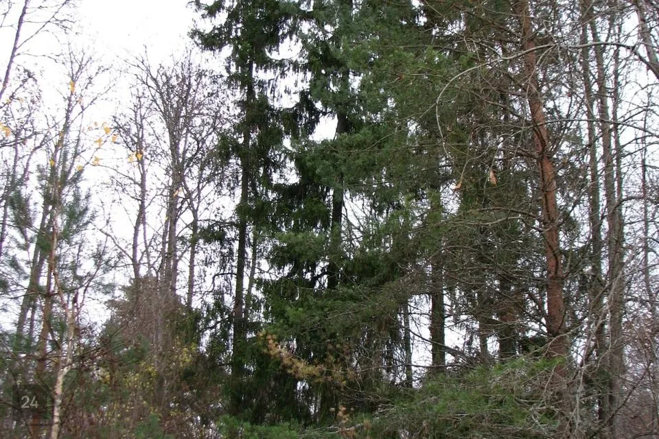 Elamumaa, 2055 m² Maa  -  Peipsiääre vald, Alatskivi alevik - foto 4