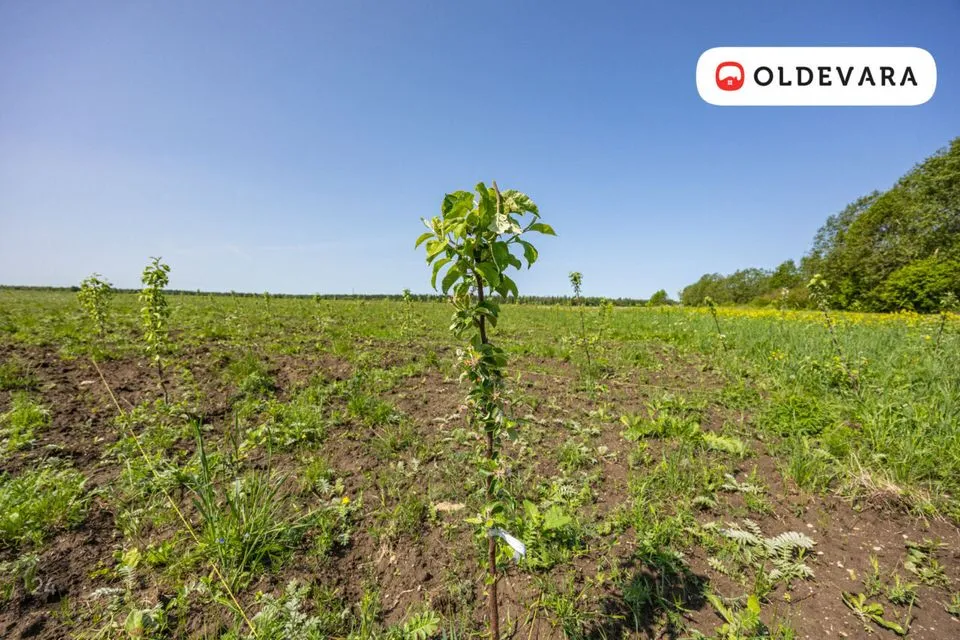 Maatulundusmaa, 39798 m² Maa  -  Saue vald, Tuula küla - foto 4