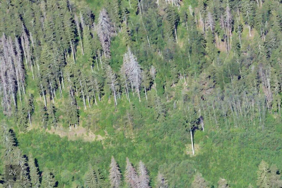 Maatulundusmaa, 110091 m² Maa  -  Otepää vald, Raudsepa küla