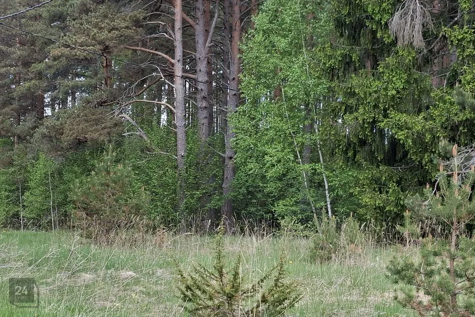 Elamumaa, 4504 m² Maa  -  Lääne-Nigula vald, Paslepa küla / Pasklep - foto 3