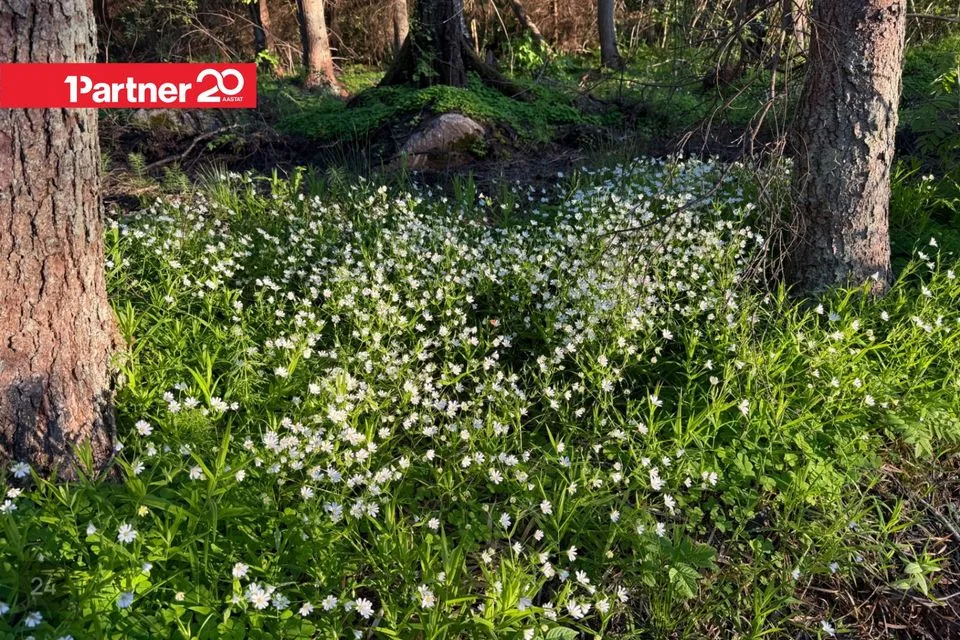 Elamumaa, 4000 m² Maa - Harku vald, Suurupi küla - foto 4