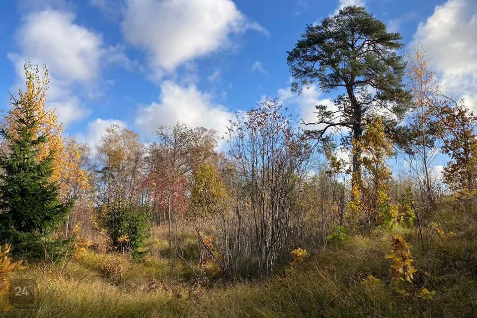 Maatulundusmaa, 10681 m² Maa - Saaremaa vald, Torgu-Mõisaküla - foto 5