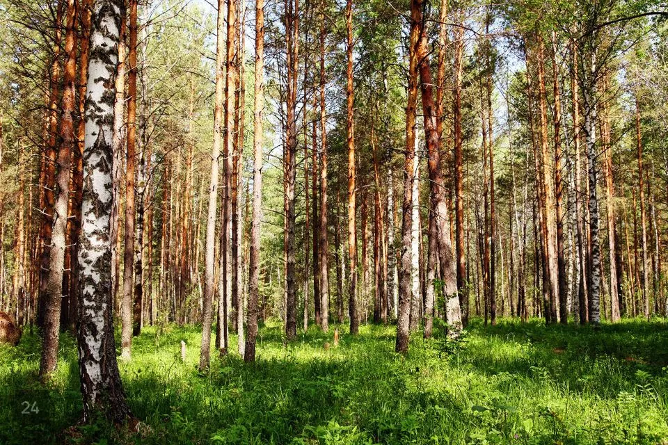 Maatulundusmaa, 132500 m² Maa  -  Kiili vald, Mõisaküla