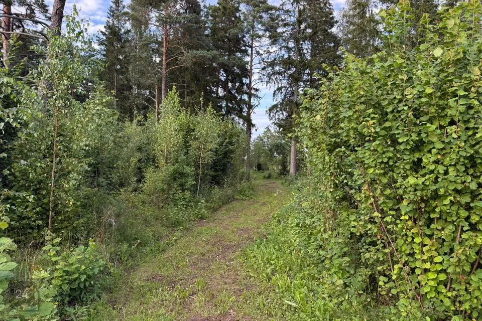 Maatulundusmaa, 14818 m² Maa - Lääne-Nigula vald, Vedra küla - foto 5