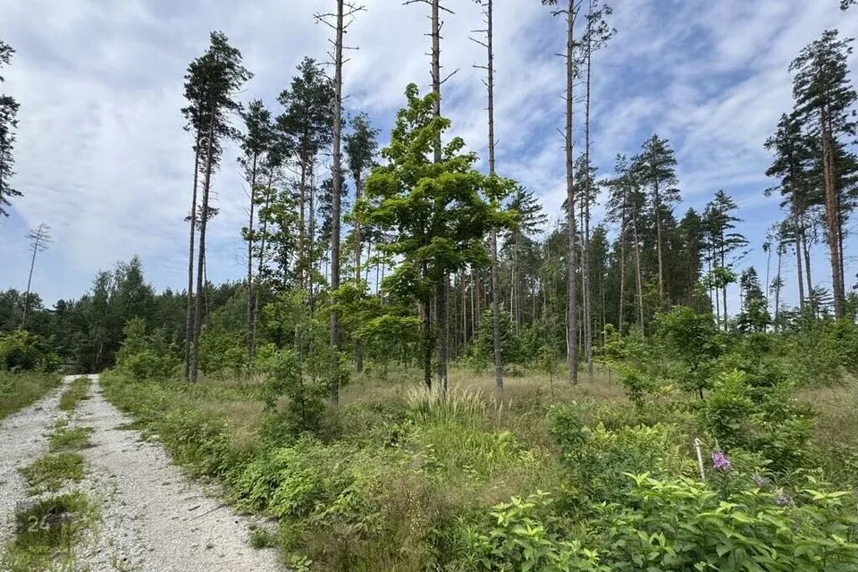 Elamumaa, 3544 m² Maa - Alutaguse vald, Katase küla - foto 2
