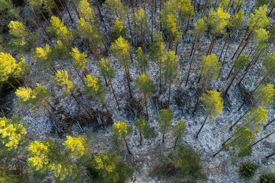 Sotsiaalmaa - üldkasutatav maa, 9910 m² Maa  -  Saaremaa vald, Mätasselja küla - foto 2