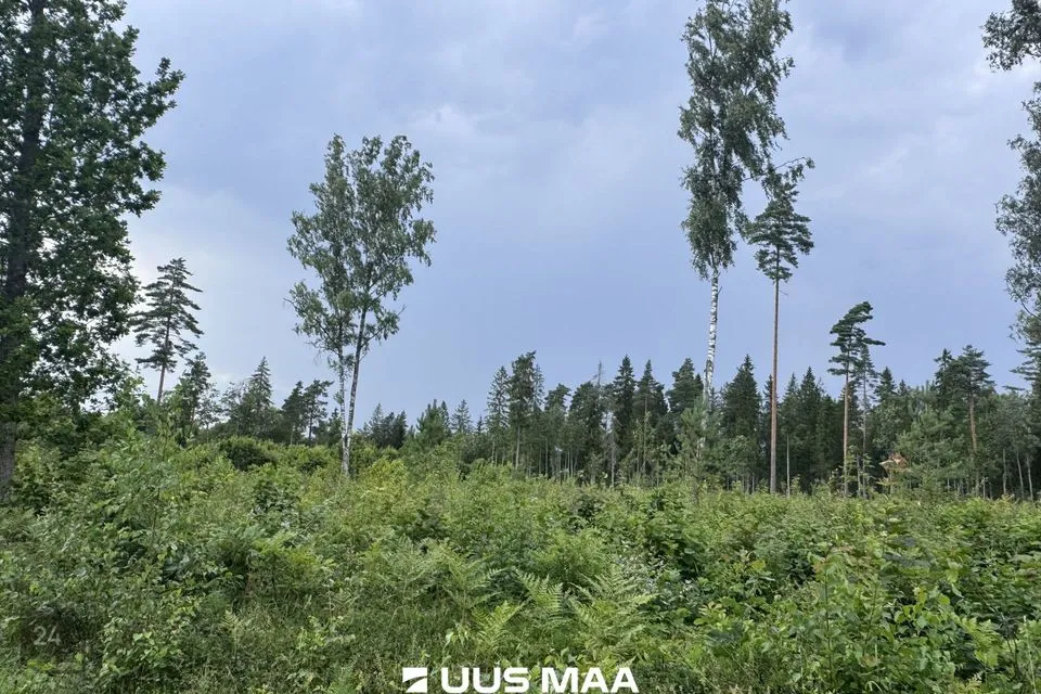 Cultivated land, 13089 m² land in Kohila vald, Mälivere küla - photo 3