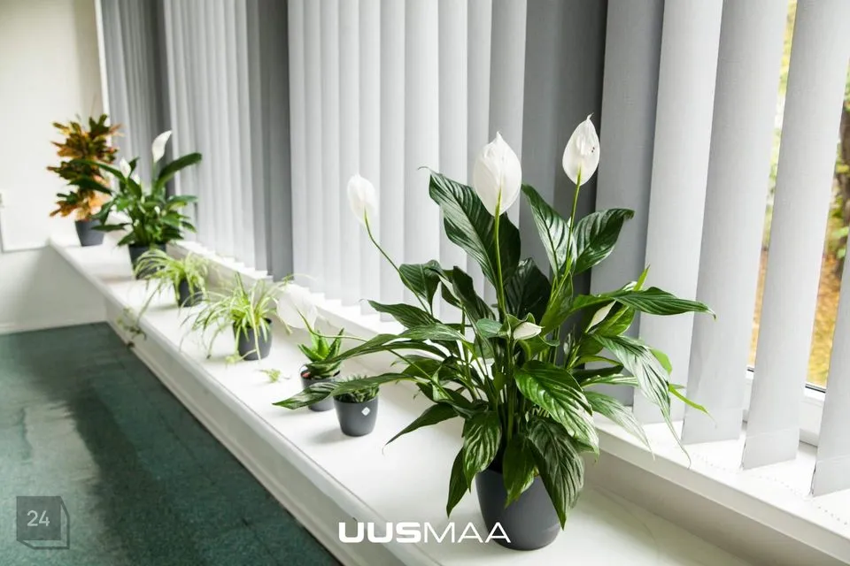 75 m² Äripind - Tallinn, Kesklinna linnaosa - foto 3