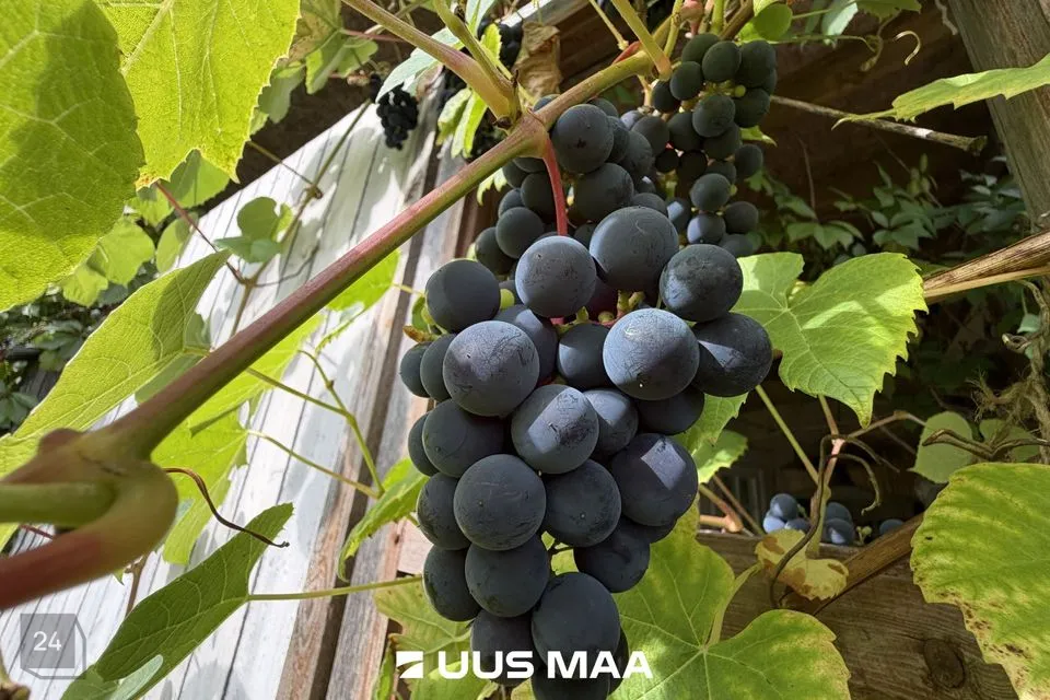 3-toaline Maja - Saue vald, Saue linn - foto 2
