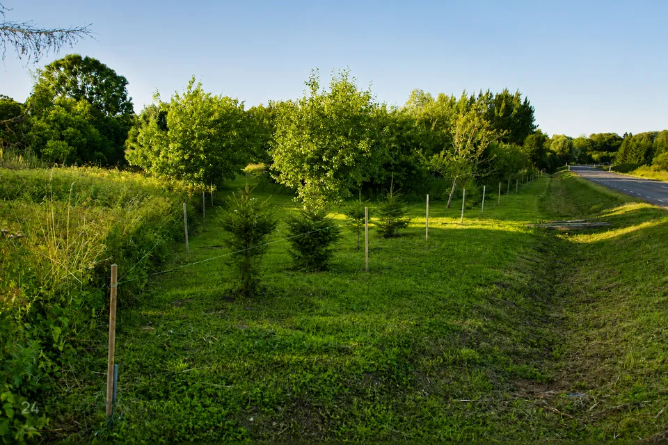 Maatulundusmaa, 9677 m² Maa  -  Raasiku vald, Tõhelgi küla - foto 3