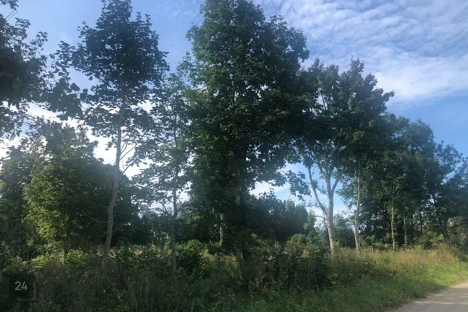 Elamumaa, 11785 m² Maa  -  Lääne-Nigula vald, Vedra küla
