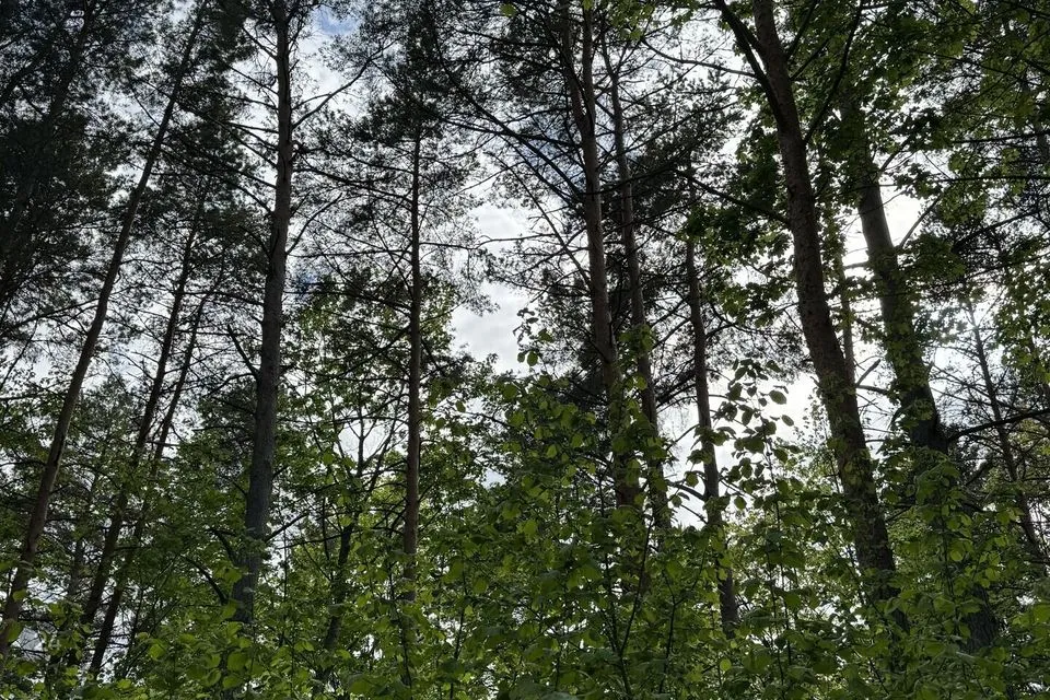 Земля жилой застройки, 10562 m² участок в Lääne-Nigula vald, Kadarpiku küla - фото 3