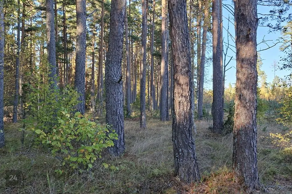 Elamumaa, 4504 m² Maa  -  Lääne-Nigula vald, Paslepa küla / Pasklep