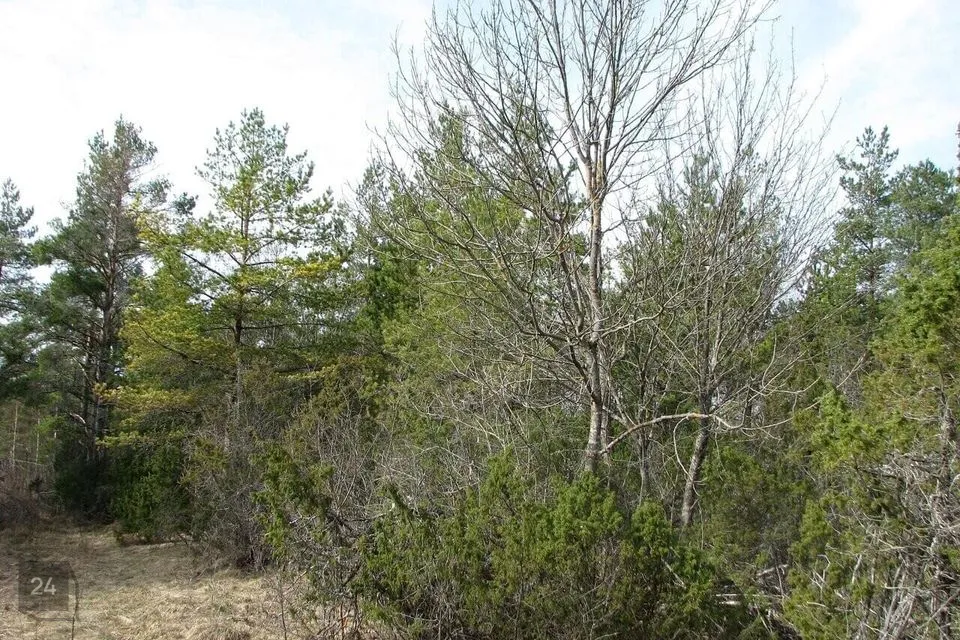 10258 m² Maa  -  Lääneranna vald, Virtsu alevik - foto 3