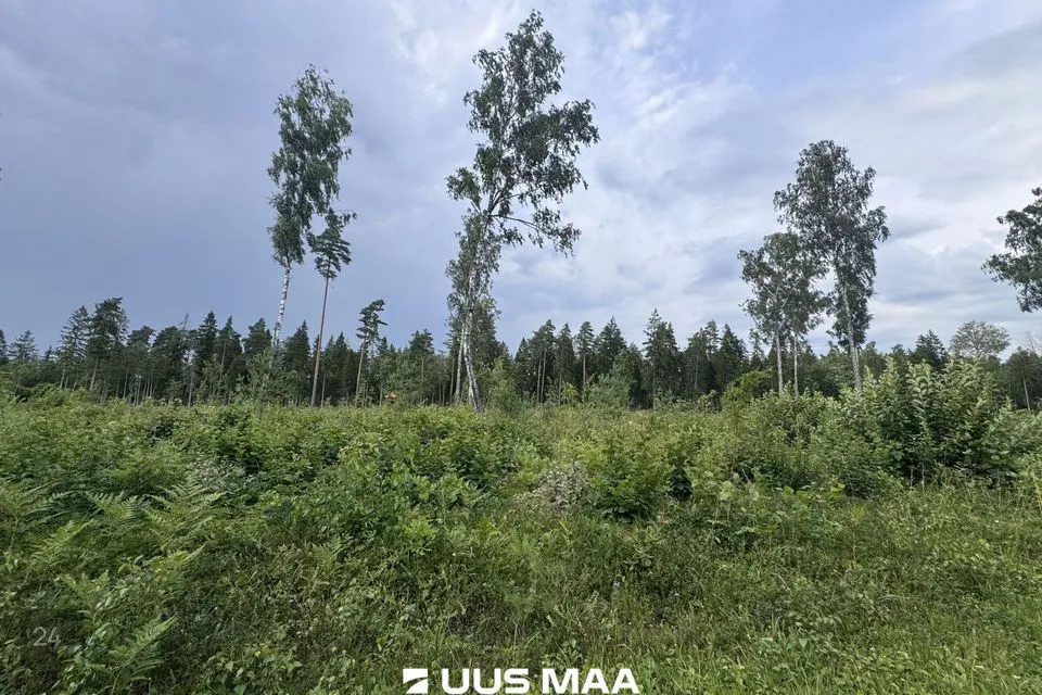 Cultivated land, 13089 m² land in Kohila vald, Mälivere küla - photo 4