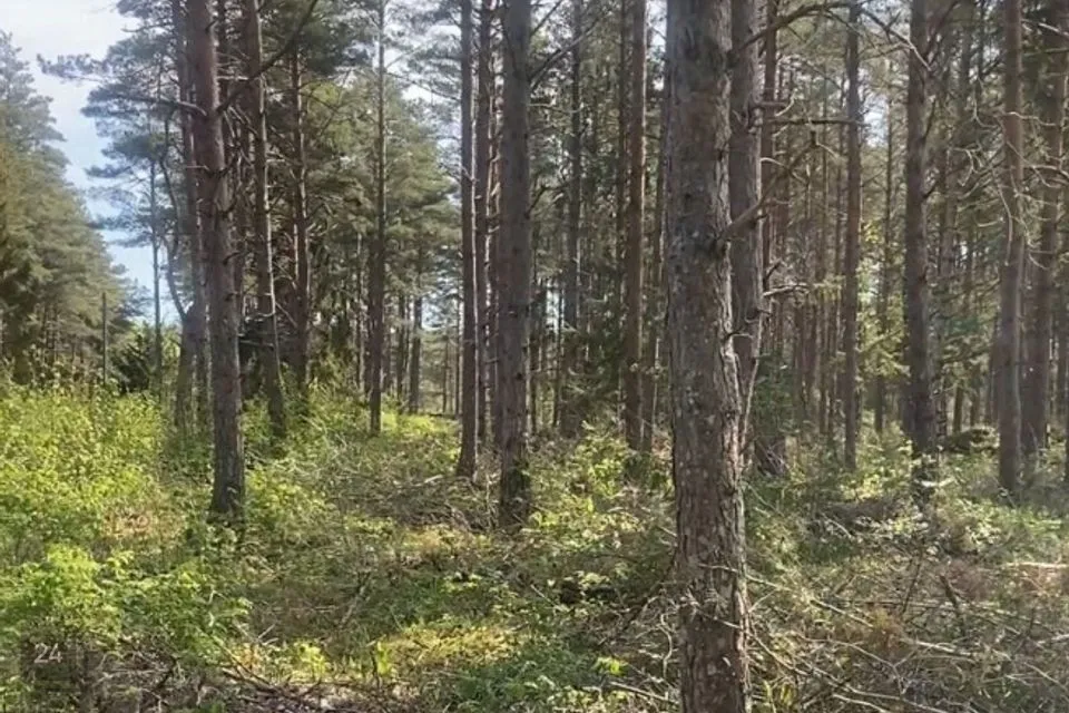 Maatulundusmaa, 9897 m² Maa - Saaremaa vald, Austla küla - foto 5
