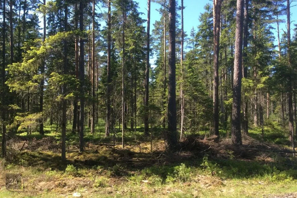 Maatulundusmaa, 307800 m² Maa  -  Hiiumaa vald, Kanapeeksi küla - foto 4