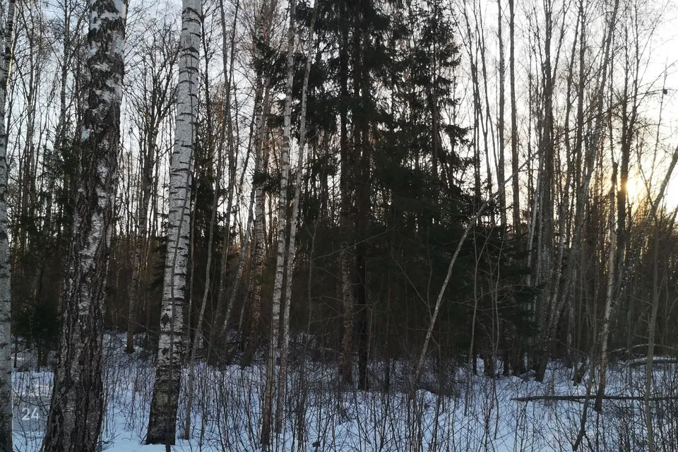 Maatulundusmaa, 119947 m² Maa  -  Jõgeva vald, Kudina küla - foto 3