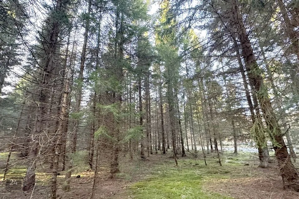 Elamumaa, 28900 m² Maa - Harku vald, Naage küla - foto 2