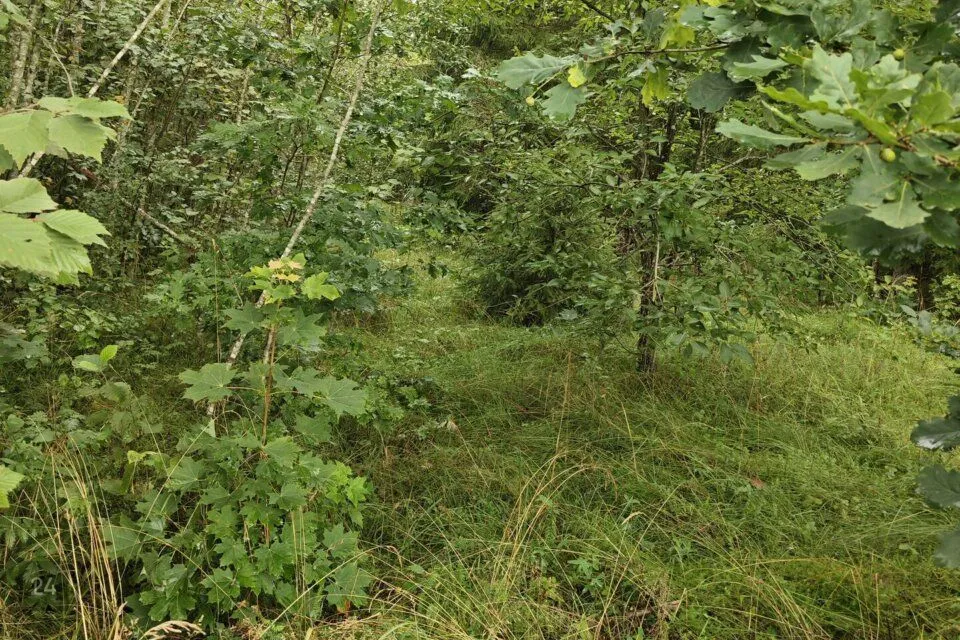 Земля жилой застройки, 5824 m² участок в Rapla vald, Seli-Nurme küla